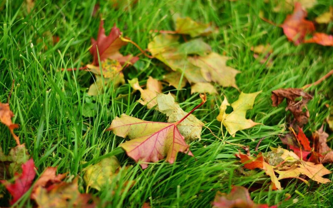 fall lawn maintenance includes removing leaves from the lawn