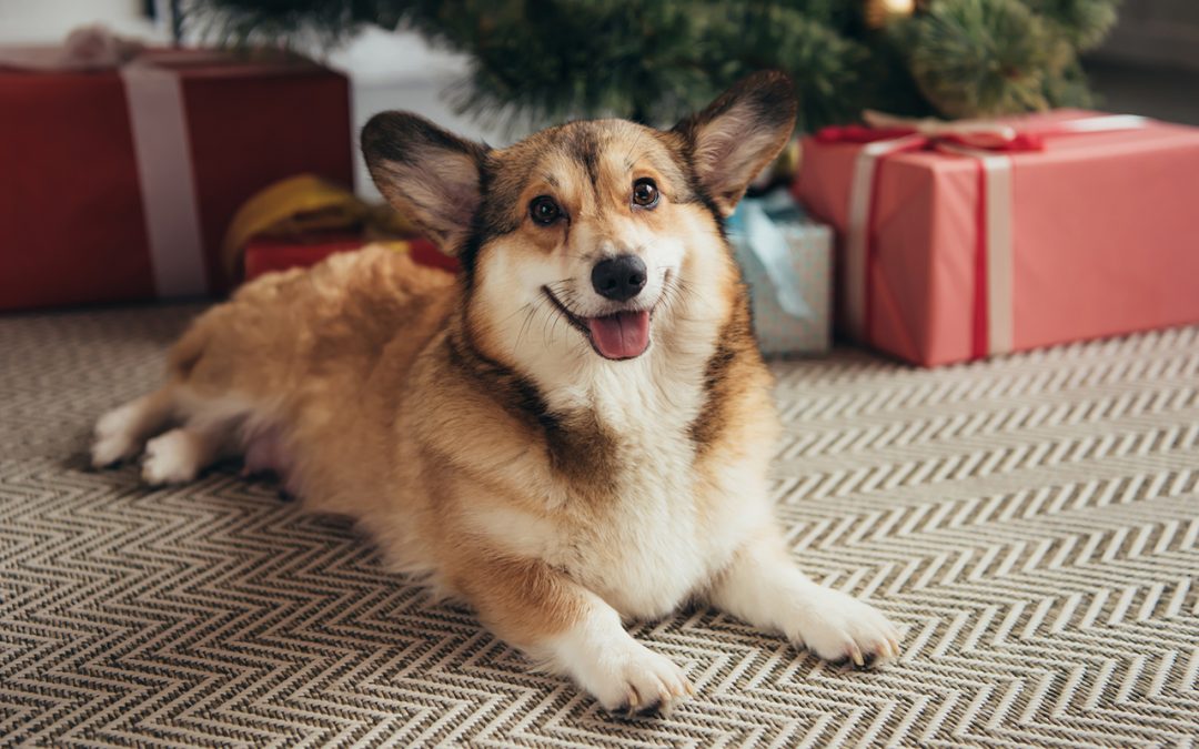 4 Tips for Pet Safety Over the Holidays