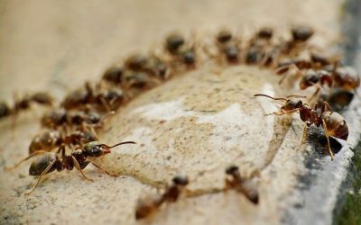 6 Tips to Rid Your Home of Ants