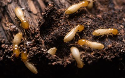 How to Identify Termites In the Home