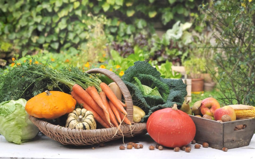 Growing a Fall Garden: Tips for a Bountiful Harvest