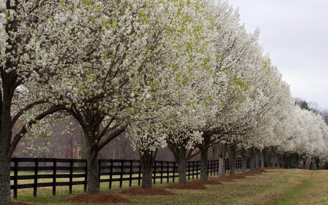 Avoid These Invasive Plants Before They Take Over Your Yard