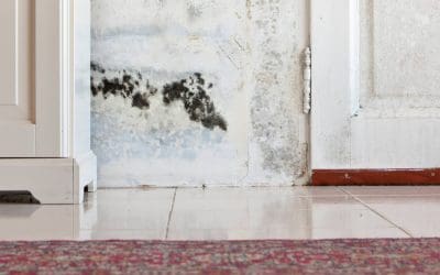 Mold Allergies: What You Need to Know